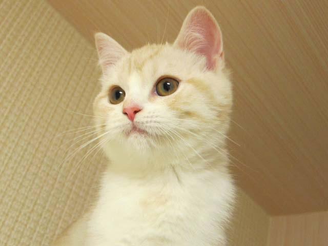 スコティッシュフォールド