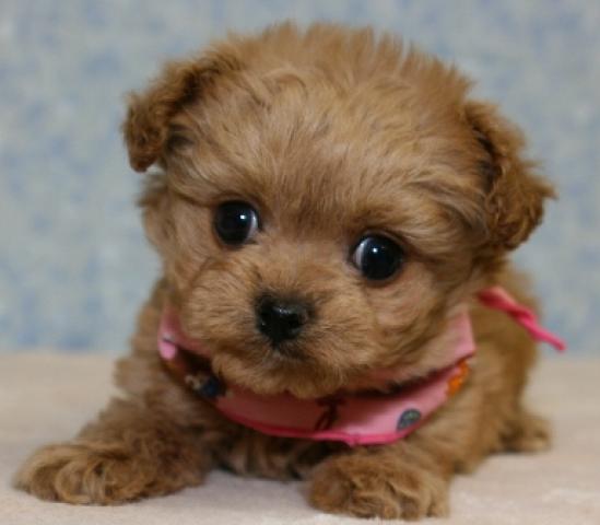 MIXチワワ×トイプードル