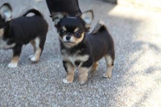 チワワ（ロングコート）