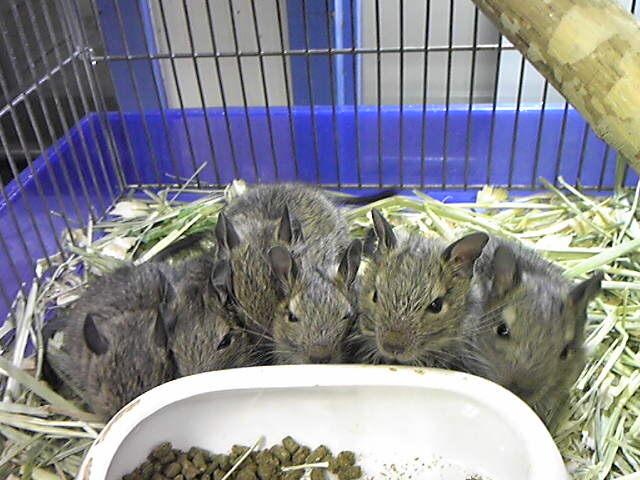 デグー　ベビー