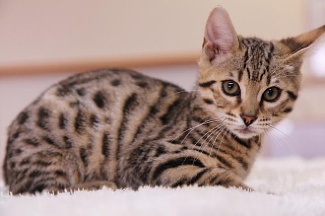 ベンガル ブラウン・スポット☆