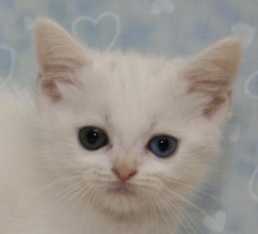 スコティッシュフォールド