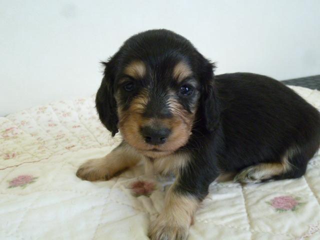 ミニチュアダックスフンド