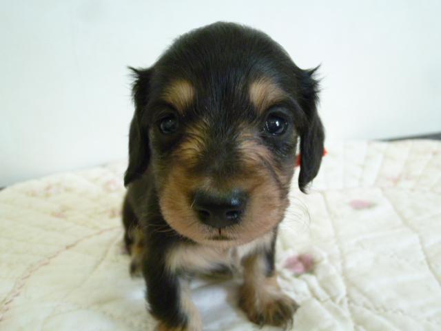 ミニチュアダックスフンド