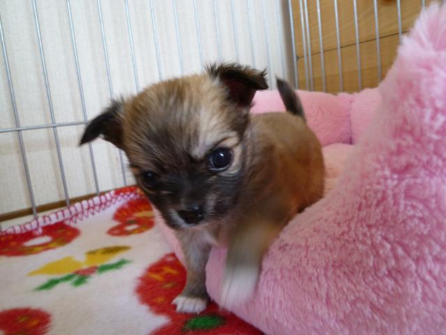 チワワ(ロングコート)