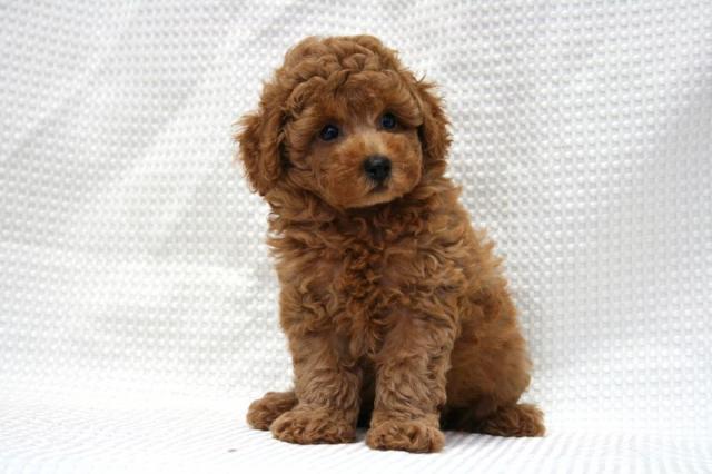 トイプードル