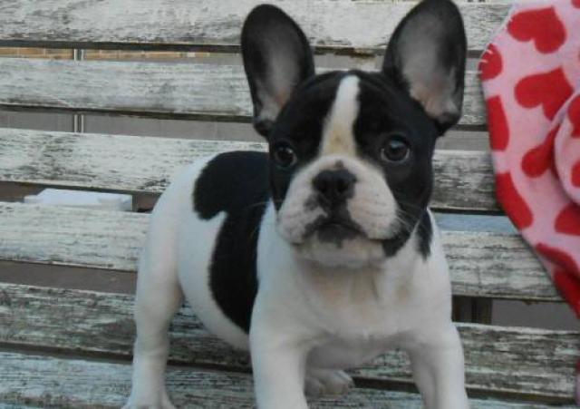 フレンチブルドッグ