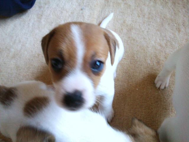 ジャックラッセルテリア