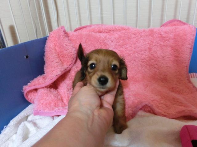 ミニチュアダックスフンド