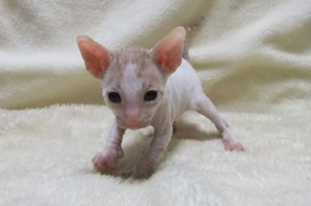 コーニッシュレックス