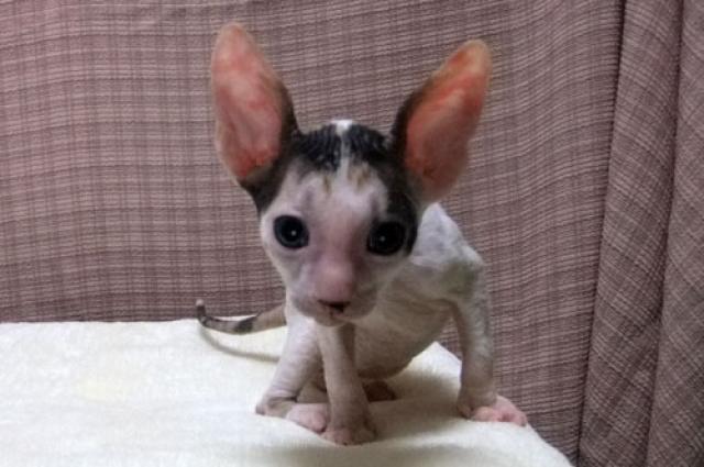 コーニッシュレックス