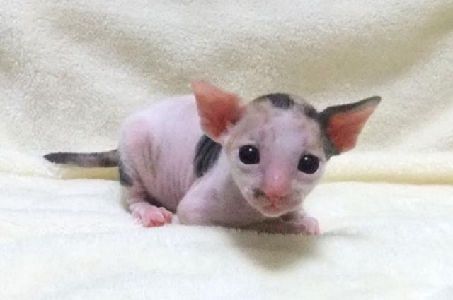 コーニッシュレックス