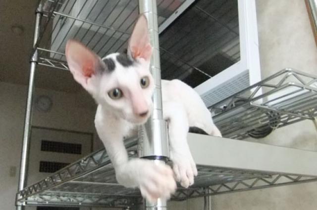 コーニッシュレックス