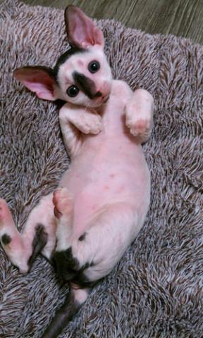 コーニッシュレックス