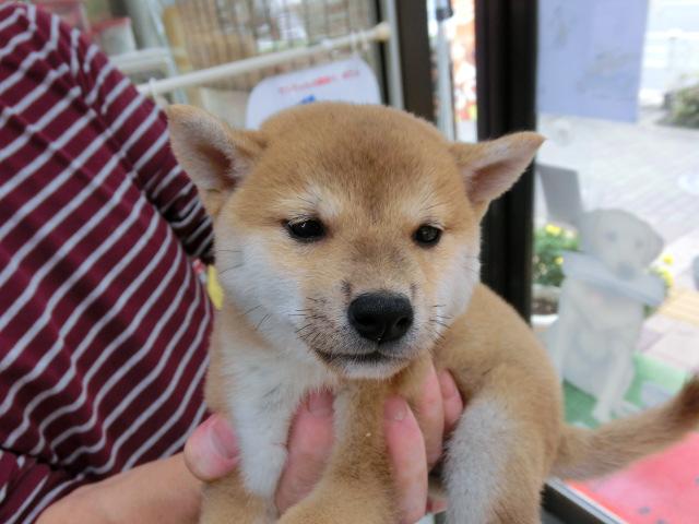 柴犬