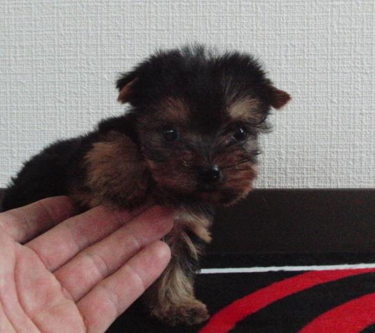 ヨークシャーテリア