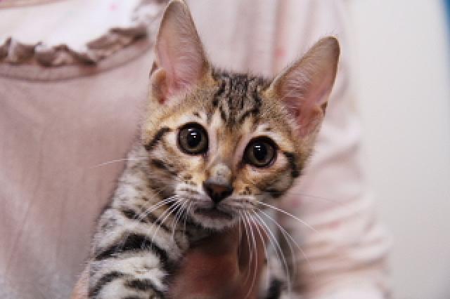 ベンガル ブラウン・スポット☆