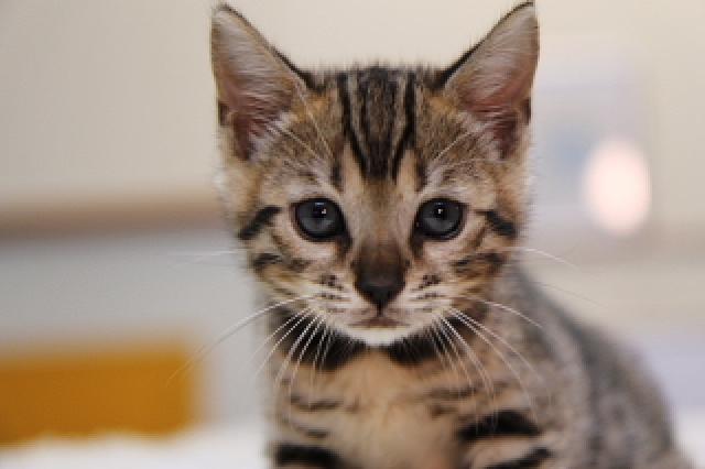 ベンガル ブラウン・スポット(ロゼット)☆