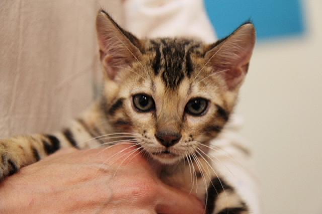 ベンガル　　ブラウン・スポット（ロゼット）☆