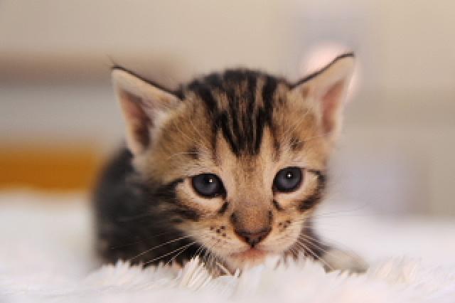 ベンガル　　ブラウン・マーブル☆