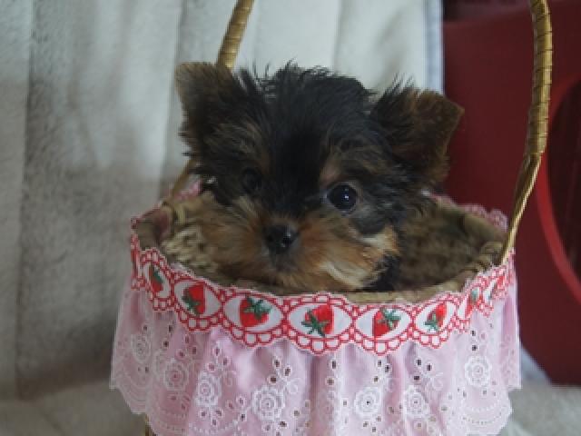 ヨークシャーテリア