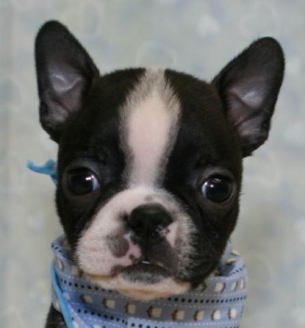 ボストンテリア