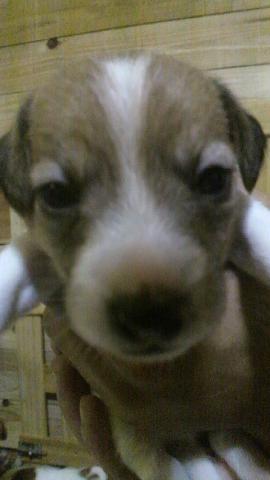 ジャックラッセルテリア