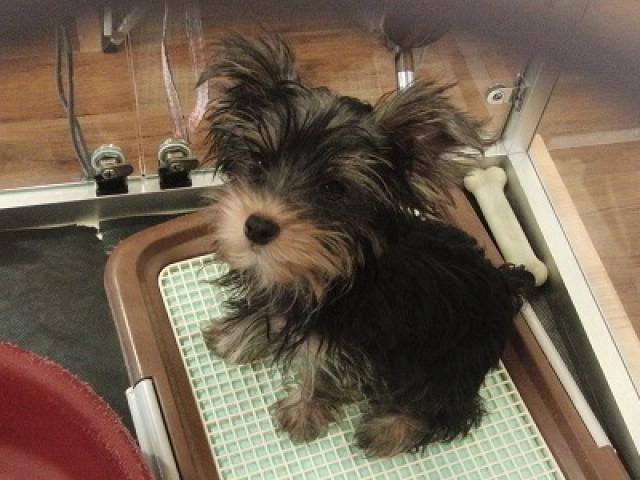 ヨークシャーテリア