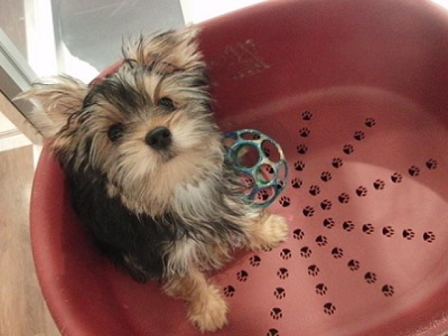 ヨークシャーテリア