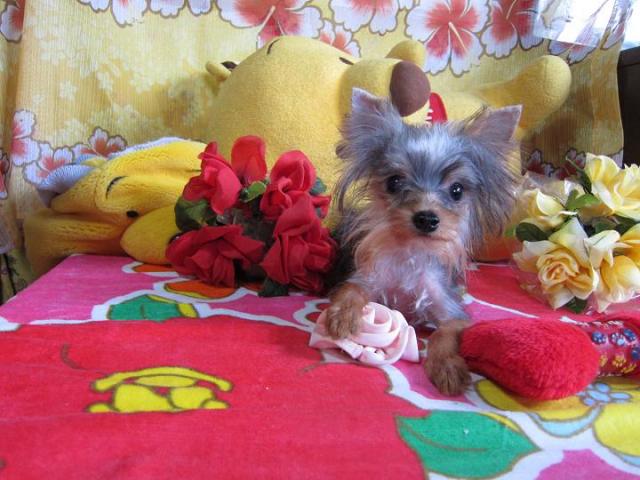 ヨークシャーテリア