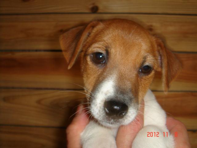 ジャックラッセルテリア