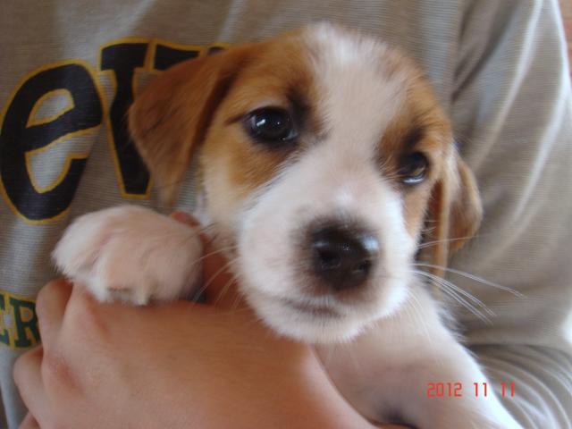 ジャックラッセルテリア