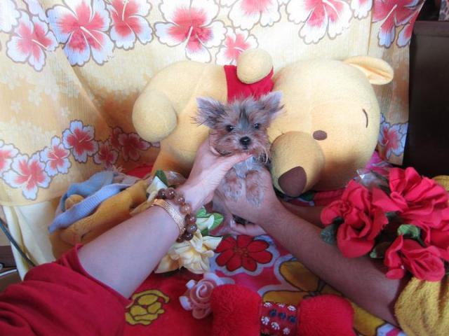 ヨークシャーテリア