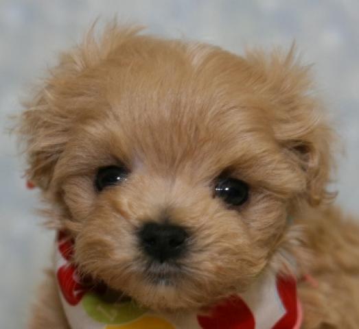 MIXマルチーズ×トイプードル