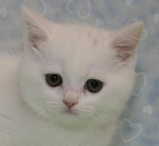 スコティッシュフォールド