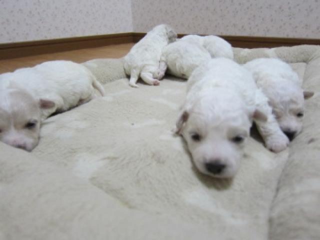 ビションフリーゼ