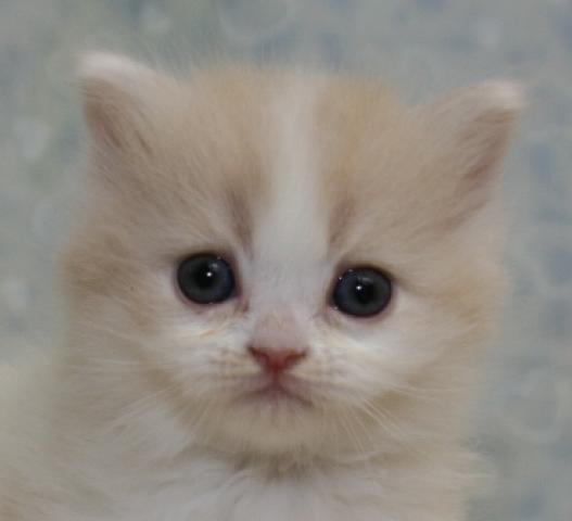 スコティッシュフォールド