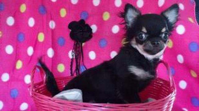 チワワ(ロングコート)