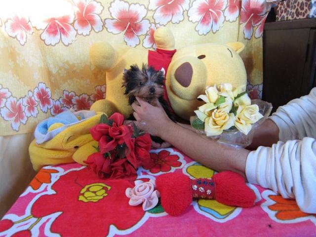 ヨークシャーテリア