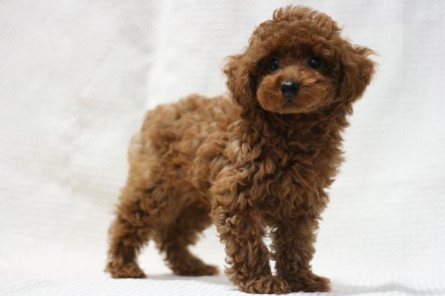 トイプードル