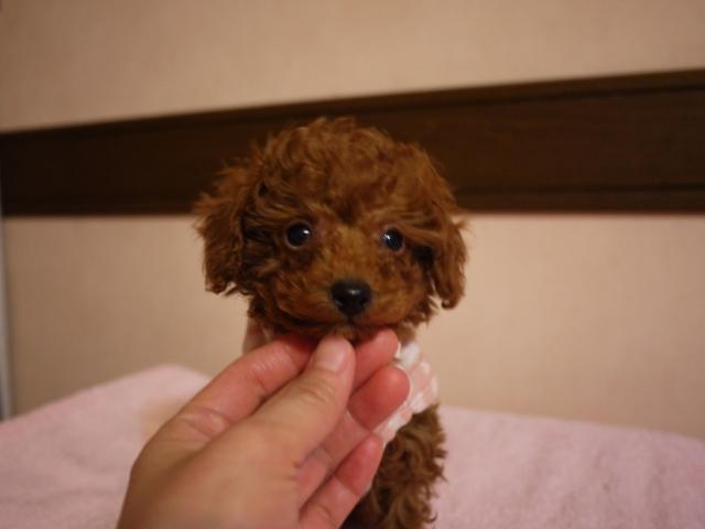 トイプードル