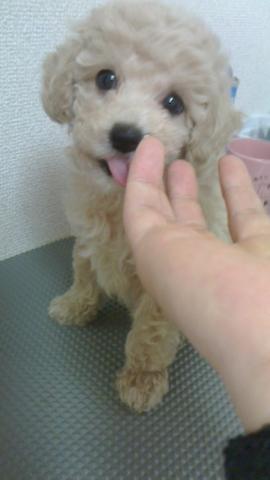 トイプードル