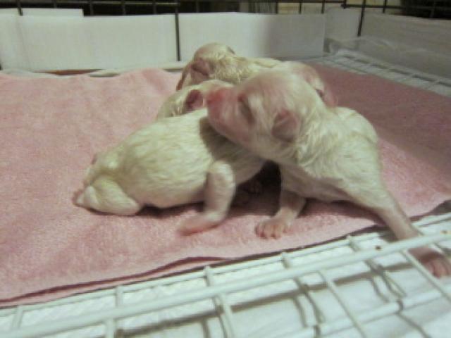 ビションフリーゼ