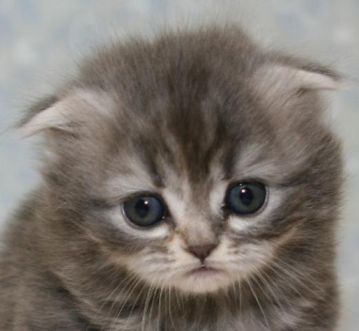 スコティッシュフォールド