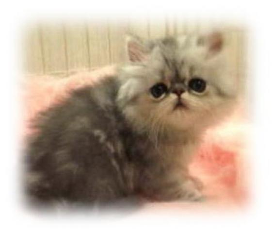 ペルシャ・ヒマラヤン