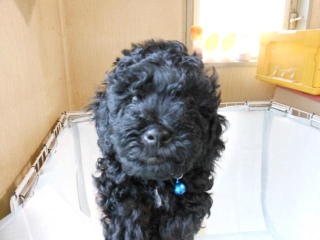 トイプードル