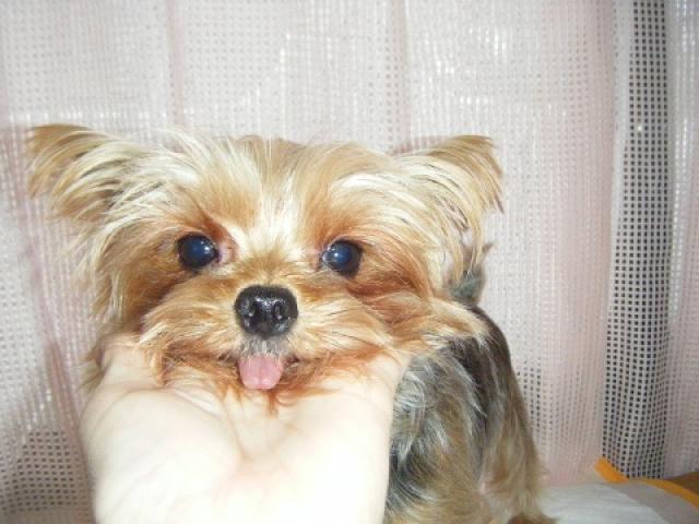 ヨークシャーテリア