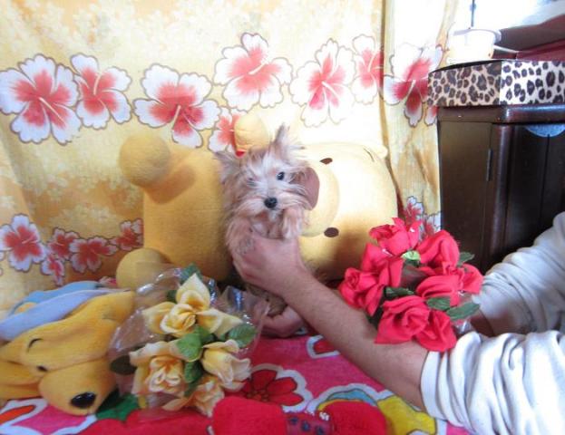 ヨークシャーテリア