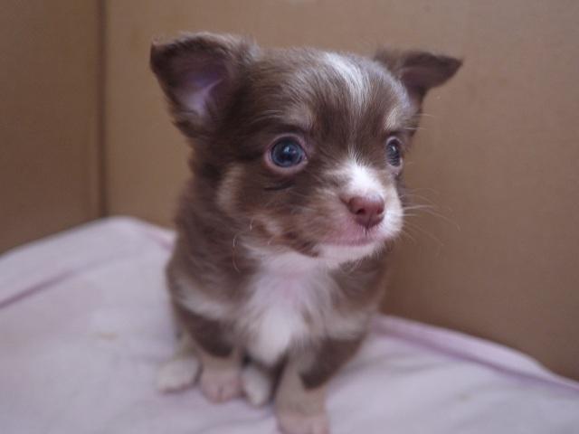 チワワ(ロングコート)