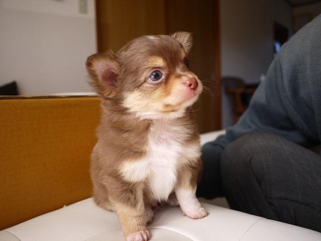 チワワ(ロングコート)